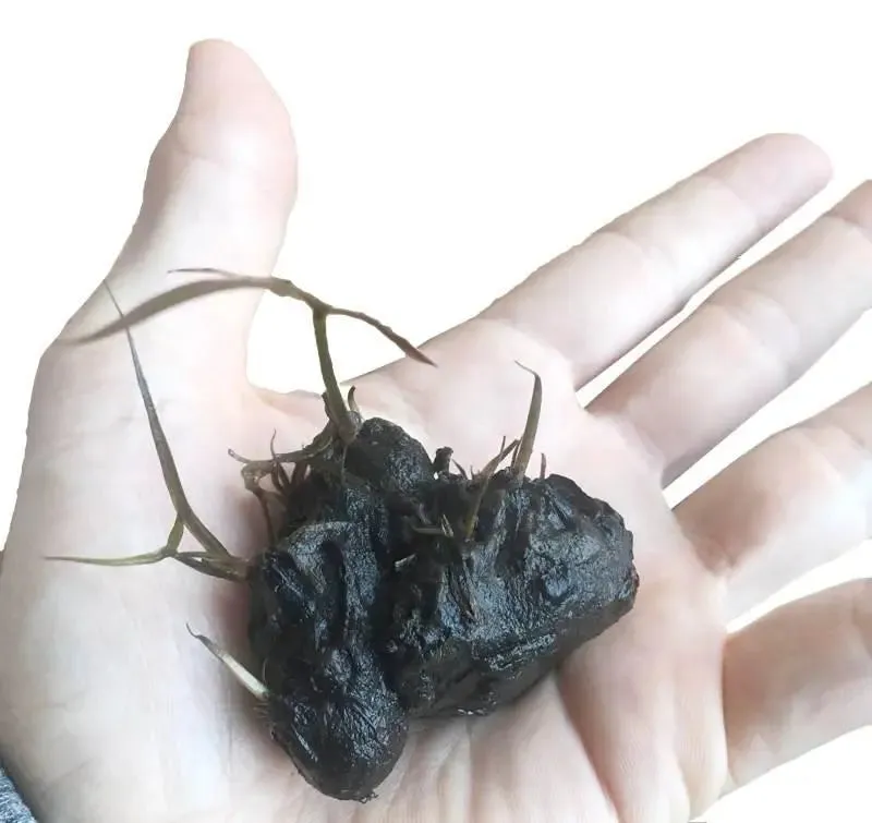 Nymphea stellata Bulb